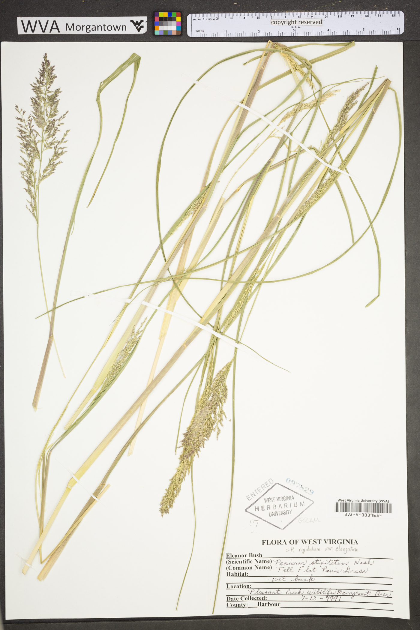 Coleataenia stipitata image