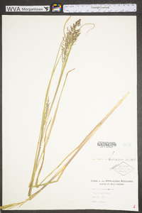 Coleataenia stipitata image