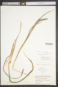 Coleataenia stipitata image