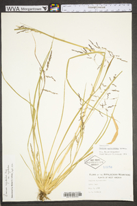 Coleataenia rigidula subsp. rigidula image