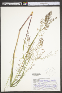 Coleataenia rigidula subsp. rigidula image