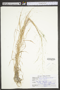 Kellochloa verrucosa image