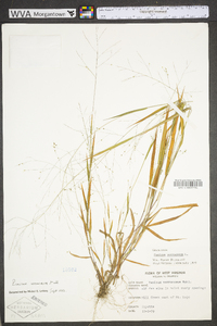 Kellochloa verrucosa image