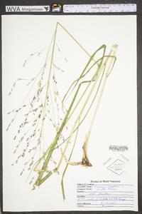 Panicum virgatum var. virgatum image