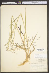 Panicum virgatum var. virgatum image