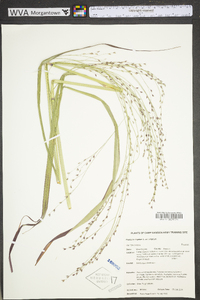 Panicum virgatum var. virgatum image