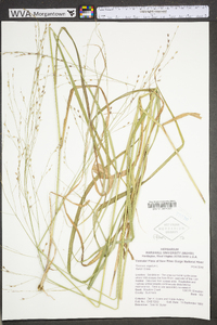 Panicum virgatum var. virgatum image