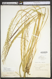 Panicum virgatum var. virgatum image