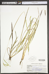 Paspalum laeve image