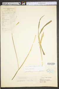 Paspalum laeve image