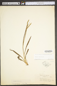 Paspalum laeve image