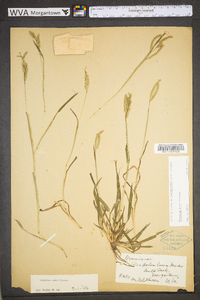 Paspalum laeve image