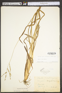Paspalum laeve image