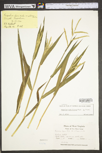 Paspalum pubiflorum image