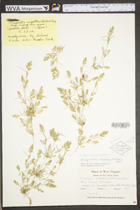 Eragrostis reptans image