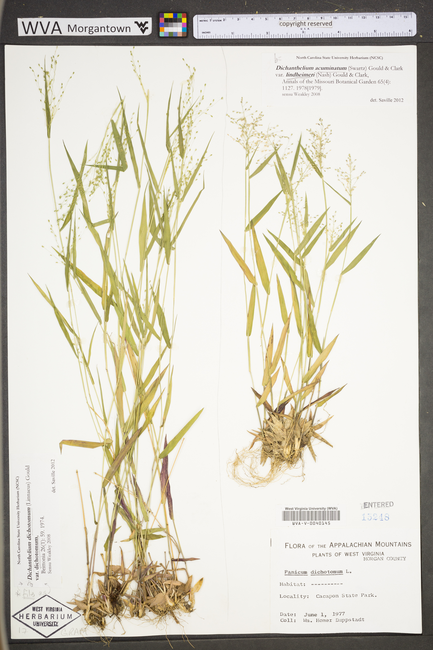 Dichanthelium acuminatum var. lindheimeri image