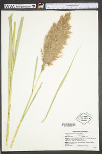 Phragmites australis image