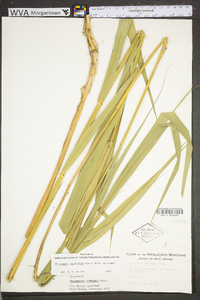 Phragmites australis image