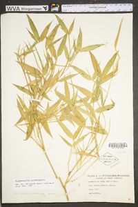 Phyllostachys aureosulcata image