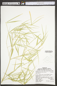 Phyllostachys aureosulcata image