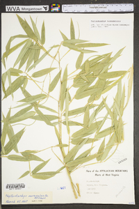 Phyllostachys aureosulcata image