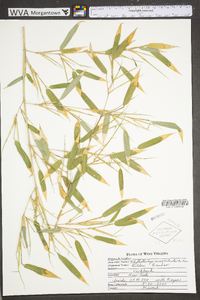 Phyllostachys aureosulcata image