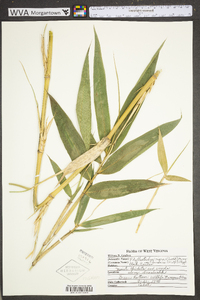 Phyllostachys nigra image