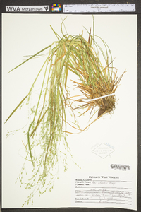 Poa alsodes image