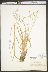 Poa alsodes image