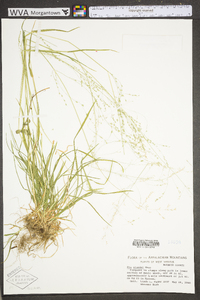 Poa alsodes image