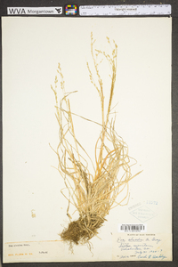 Poa alsodes image