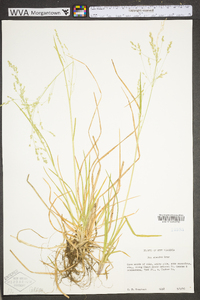 Poa alsodes image