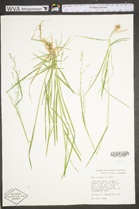 Poa alsodes image