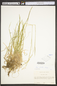 Poa alsodes image