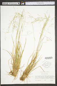 Poa alsodes image