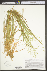 Poa alsodes image