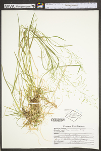 Poa alsodes image