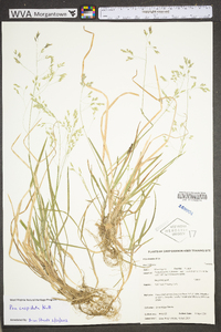 Poa alsodes image