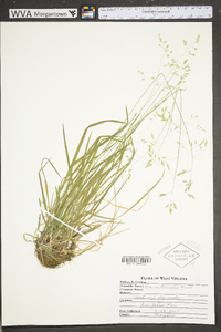 Poa autumnalis image