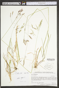 Poa cuspidata image