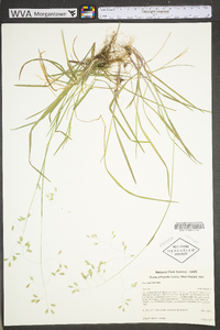 Poa cuspidata image