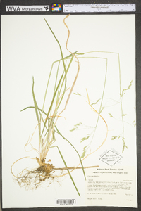 Poa cuspidata image