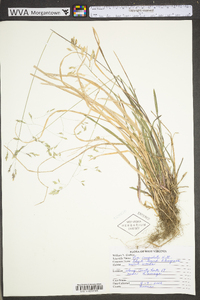 Poa cuspidata image