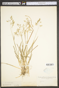 Poa cuspidata image