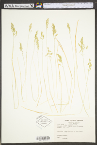 Poa cuspidata image