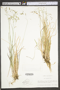 Poa cuspidata image