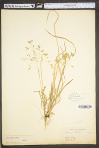 Poa cuspidata image