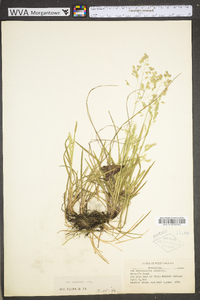 Poa cuspidata image