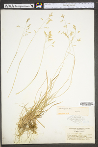 Poa cuspidata image