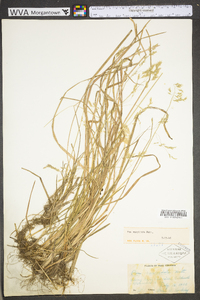 Poa cuspidata image